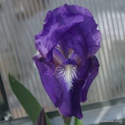 Iris taochia