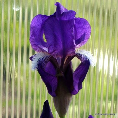 Iris taochia
