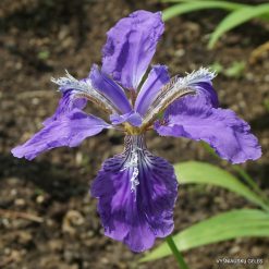 Iris tectorum (clone 2)