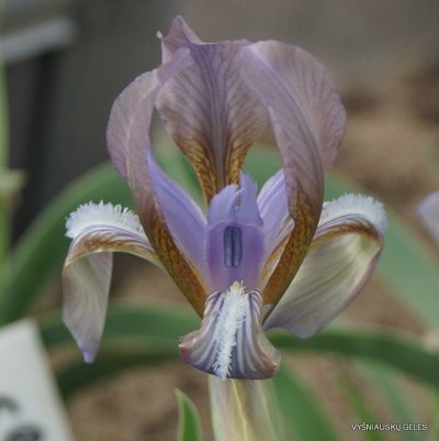 Iris timofejewii (clone 1) (2)
