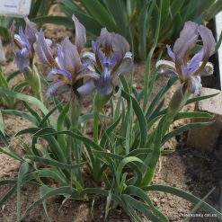 Iris timofejewii (clone 1) (3)