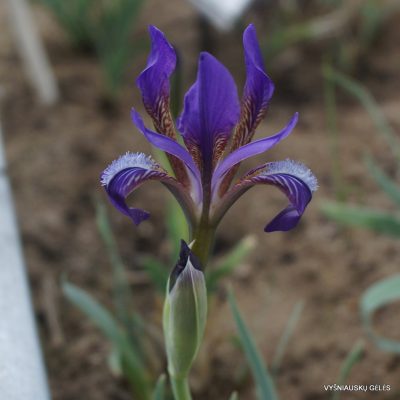 Iris timofejewii (clone 1)