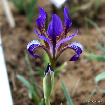 Iris timofejewii (clone 1)