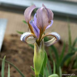 Iris timofejewii (clone 2)