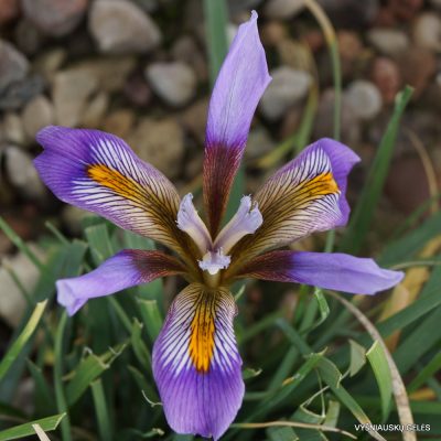 Iris unguicularis (2)