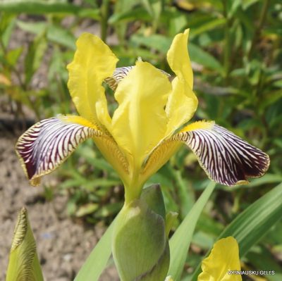 Iris variegata (2)