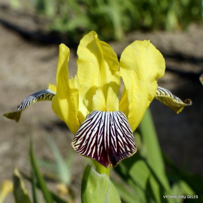 Iris variegata (clone 1)