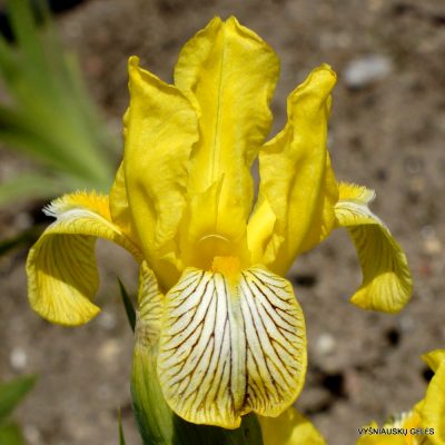 Iris variegata ‘Gold Wind‘