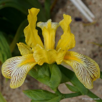 Iris variegata ‘Gold Wind‘ (2)
