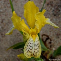 Iris variegata ‘Gold Wind‘