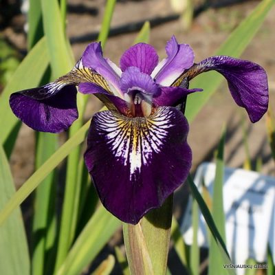 Iris versicolor ‘Mysterious Monique’