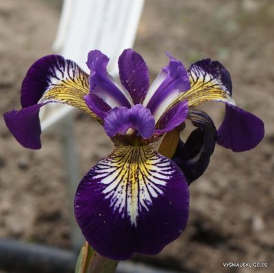 Iris versicolor 'Mysterious Monique'