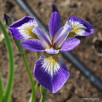 Iris versicolor 'Rowden Cantata' (2)