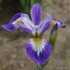 Iris versicolor 'Rowden Cantata'