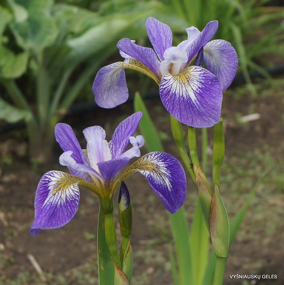 Iris versicolor 'Rowden Cantata' (3)