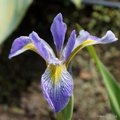 Iris versicolor ‘Rowden Minuet’