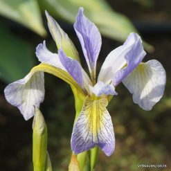 Iris versicolor 'Rowden Minuet'