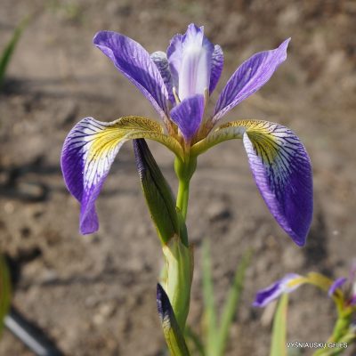 Iris versicolor 'Rowden Sonata' (2)