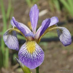 Iris versicolor 'Rowden Sonata'
