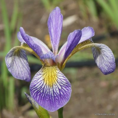 Iris versicolor ‘Rowden Sonata’