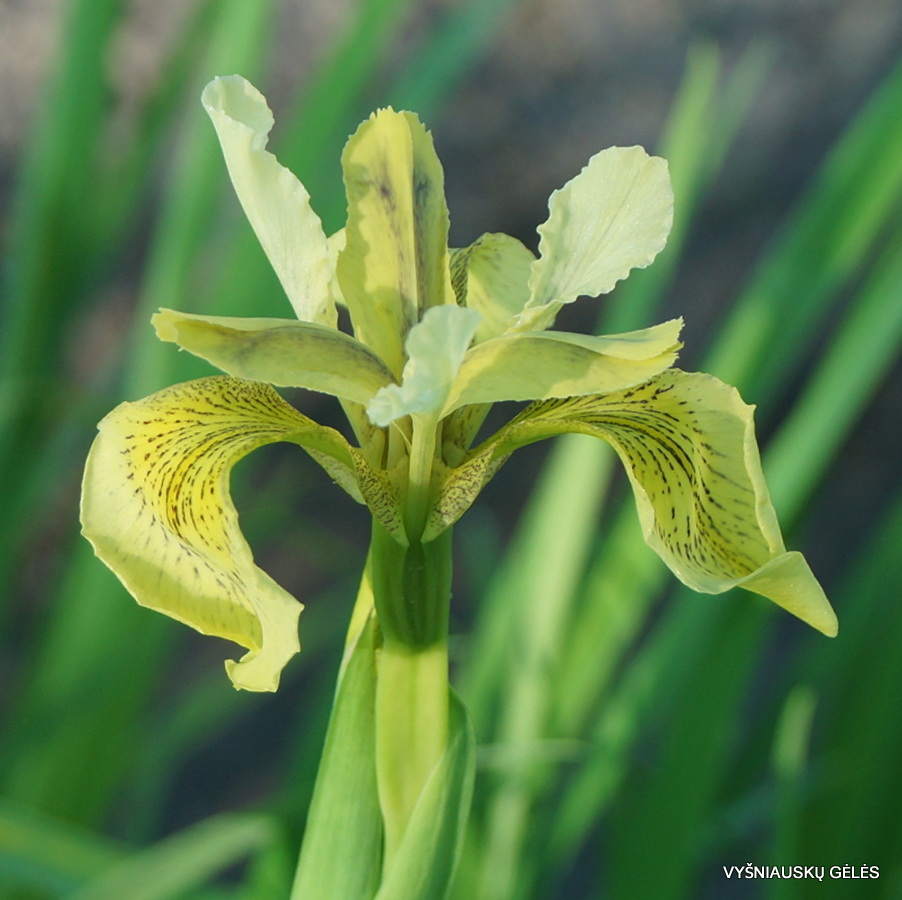 Iris wilsonii (3)