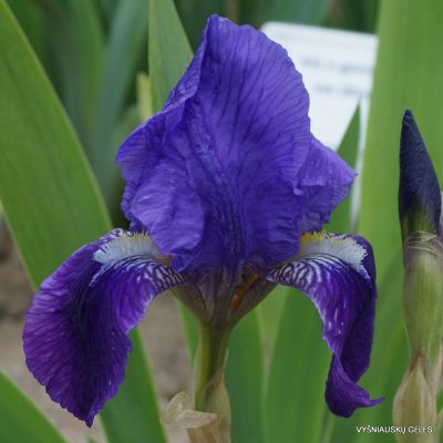 Iris × florentina ‘Caerulea‘ (2)