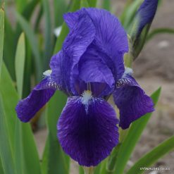 Iris × florentina ‘Caerulea‘