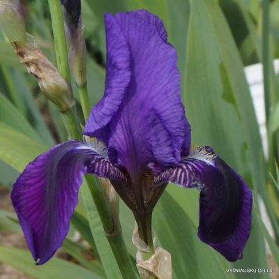 Iris × germanica var. kharput (2)