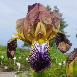 Iris × lurida