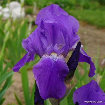 Iris × nyaradyana