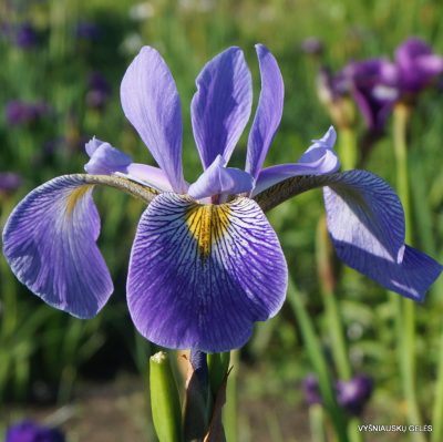 Iris × robusta 'Gerald Darby' (2)
