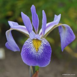 Iris × robusta 'Gerald Darby'