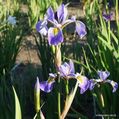 Iris × robusta 'Gerald Darby' (3)