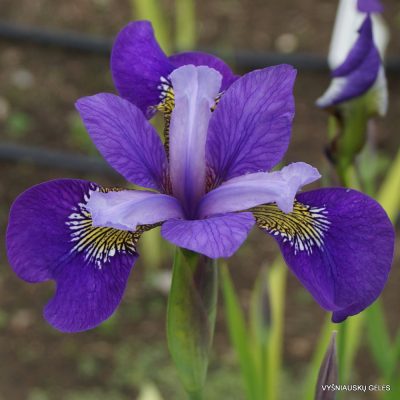 Iris × sibcolor ‘Aindling Libelle‘ (2)