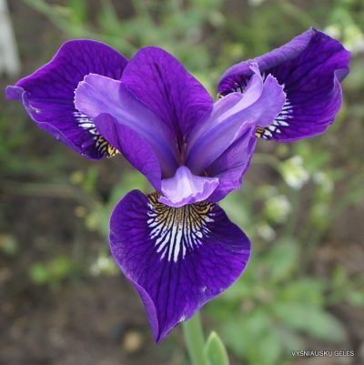 Iris × sibcolor ‘Berlin Sibcolor‘