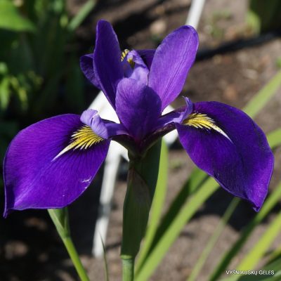 Iris × versilaev 'Krolewskie Barwy' (2)