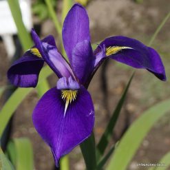 Iris × versilaev 'Krolewskie Barwy'