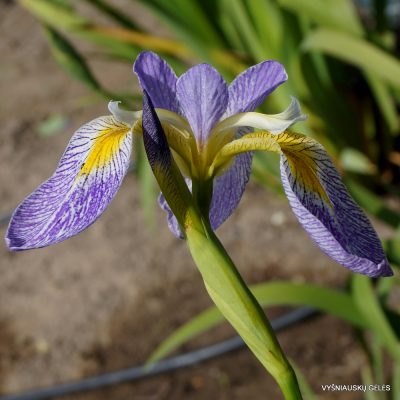 Iris × versilaev 'Poranek Eweliny'