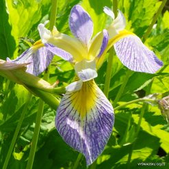 Iris × versilaev 'Poranek Eweliny'