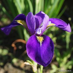 Iris × versilaev ‘Krolewskie Barwy‘