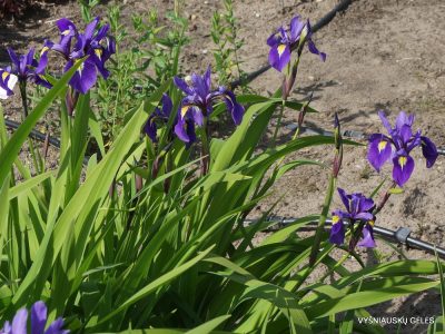 Iris × versitosa 'Bluebird Fountain' (3)