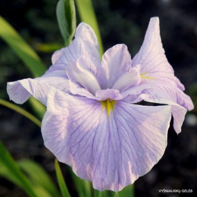 Iris ‘Hatsu Kagami’