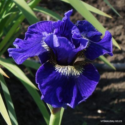 Iris ‘Lapislazuli’