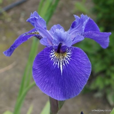 Iris ‘North To South‘ (2)