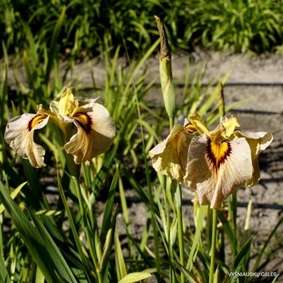 iris Peach Melba Burs