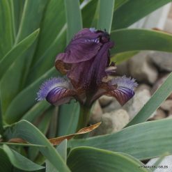 Iris suaveolens var. violacea