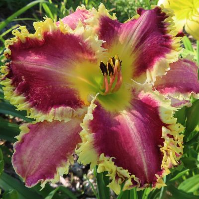 'Cheryl Mae Taylor '