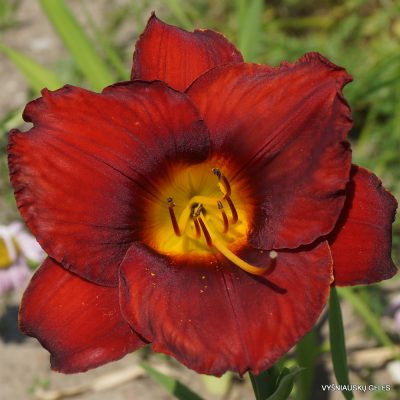 Daylily 'Akeno' (2)