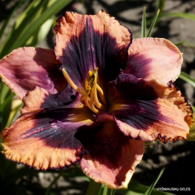 Daylily ‘Angels in America’