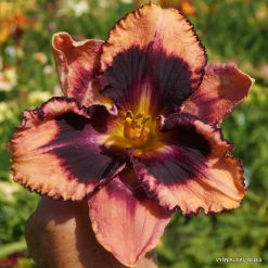 Daylily 'Angels in America'